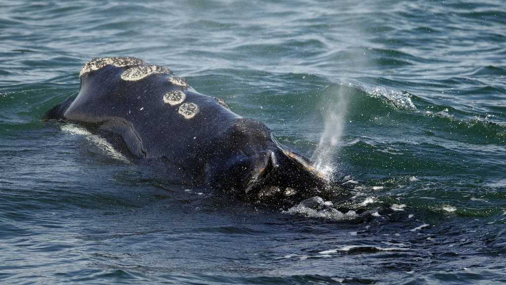 Vanishing whale's decline worse than previously thought, feds say - Vimarsana News