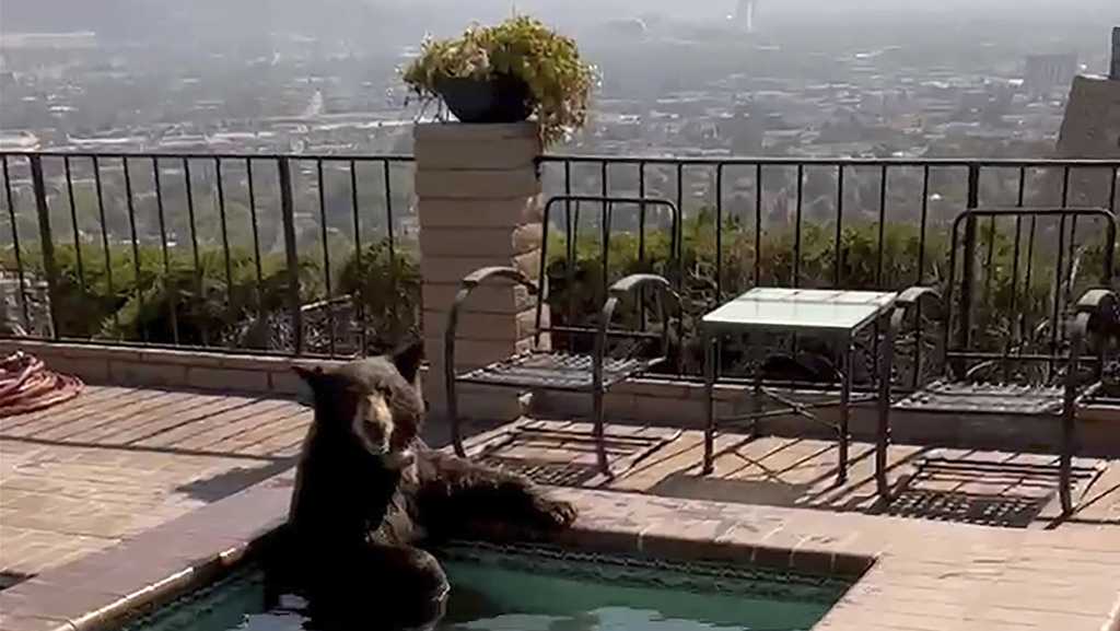 Bear takes a dip in Southern California backyard Jacuzzi