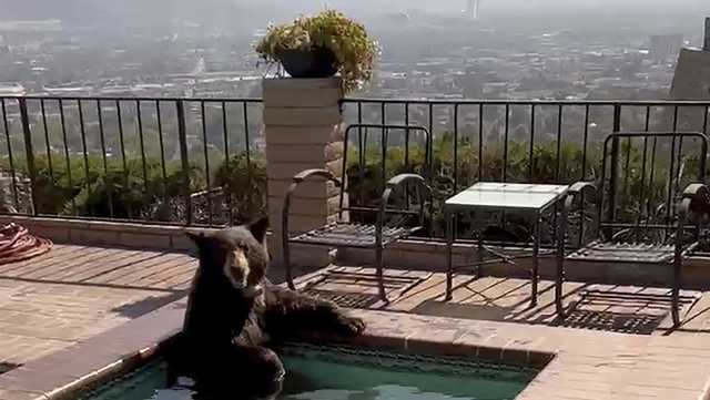Bear takes a dip in Southern California backyard Jacuzzi - Vimarsana News