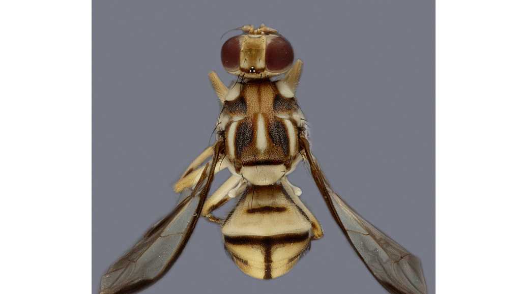 Invasive fruit flies near Los Angeles prompt quarantine