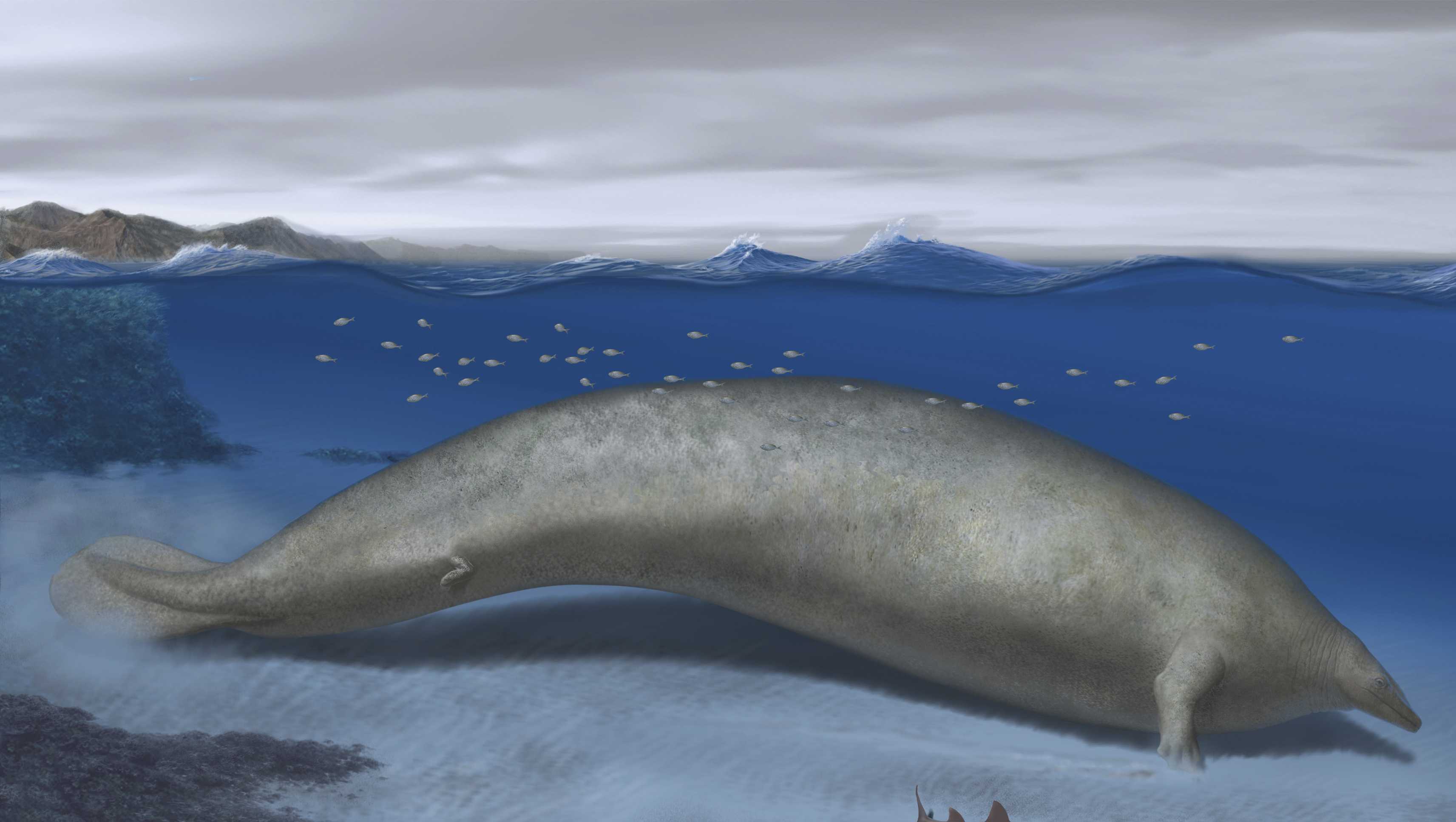 'Unlike anything I've ever seen': Heaviest animal ever may be this ancient whale - Vimarsana News