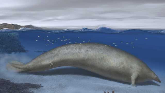 'Unlike anything I've ever seen': Heaviest animal ever may be this ancient whale - Vimarsana News