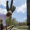 The extreme heat in Phoenix is withering some of its famed saguaro