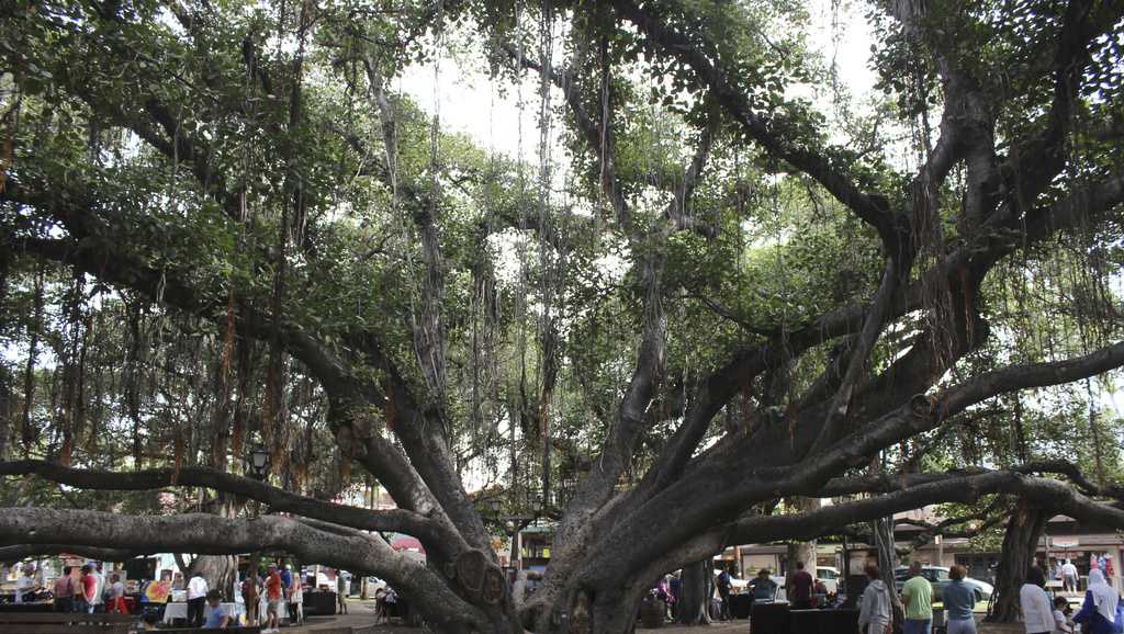 Majestic banyan tree in heart of fire-scorched Lahaina chronicles 150 years of history - Vimarsana News