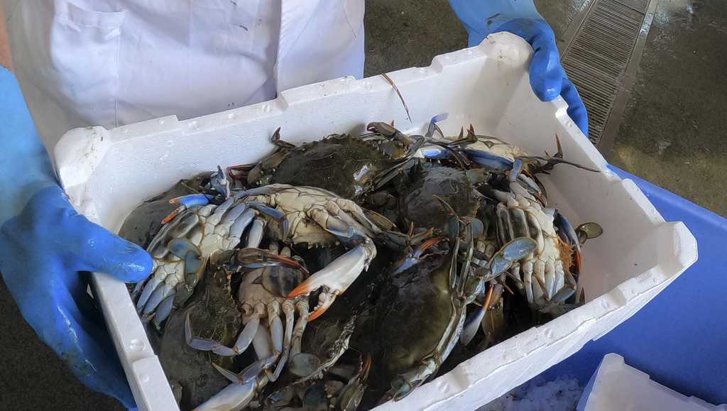 If you can't beat them, eat them: Italians cope with invasion of blue crabs this summer - Vimarsana News