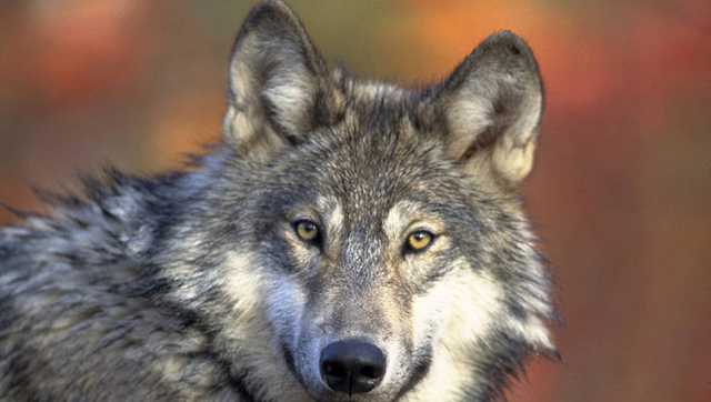 Wisconsin wolf hunters face tighter regulations under new permanent rules - Vimarsana News