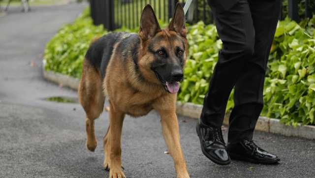 Biden's dog Commander bites another Secret Service employee - Vimarsana News