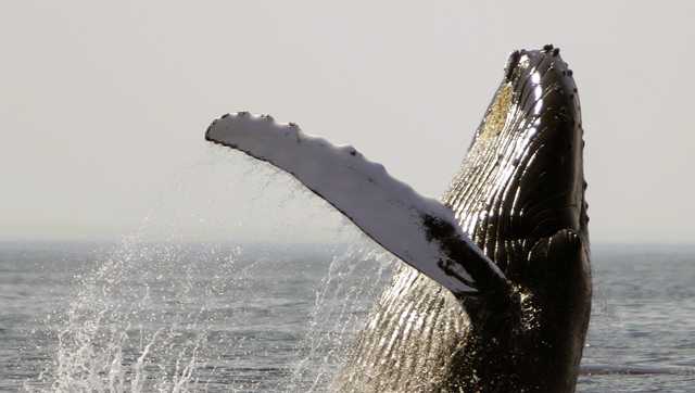 Днк серых китов. Курилы киты. Как киты стали китами. Плавниковый кит. Картинки древних китов.