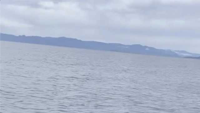 Deer struggling in cold Alaskan waters saved by wildlife troopers - Vimarsana News