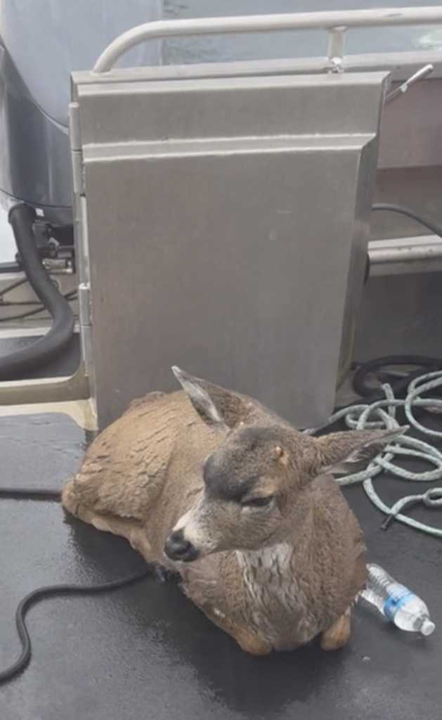 In this image taken from video provided by Alaska Wildlife Troopers is one of two deers that was struggling in the waters of southeast Alaska’s famed Inside Passage, on Oct. 10, 2023, near Ketchikan, Alaska. Sgt. Mark Finses and trooper Kyle Fuege were returning from a patrol on a boat in nearby Ernest Sound to Ketchikan when they spotted the deer. The troopers helped the deer aboard, boated to a nearby island, and helped the deer off where they then trotted off into the woods. (Sgt. Mark Finses/Alaska Wildlife Troopers via AP)