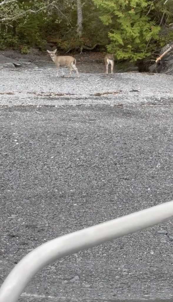 In this image taken from video provided by Alaska Wildlife Troopers are two deers that were found struggling in the waters of southeast Alaska’s famed Inside Passage, on Oct. 10, 2023, near Ketchikan, Alaska. Sgt. Mark Finses and trooper Kyle Fuege were returning from a patrol on a boat in nearby Ernest Sound to Ketchikan when they spotted the deer. The troopers helped the deer aboard, boated to a nearby island, and helped the deer off where they then trotted off into the woods. (Sgt. Mark Finses/Alaska Wildlife Troopers via AP)