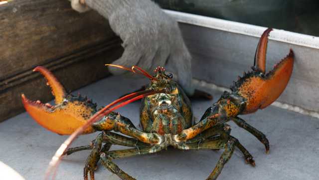 Maine's young lobster population drops, fishermen face new rules - Vimarsana News