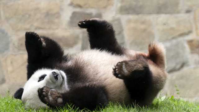 Chinese president signals more pandas will be coming to the US - Vimarsana News