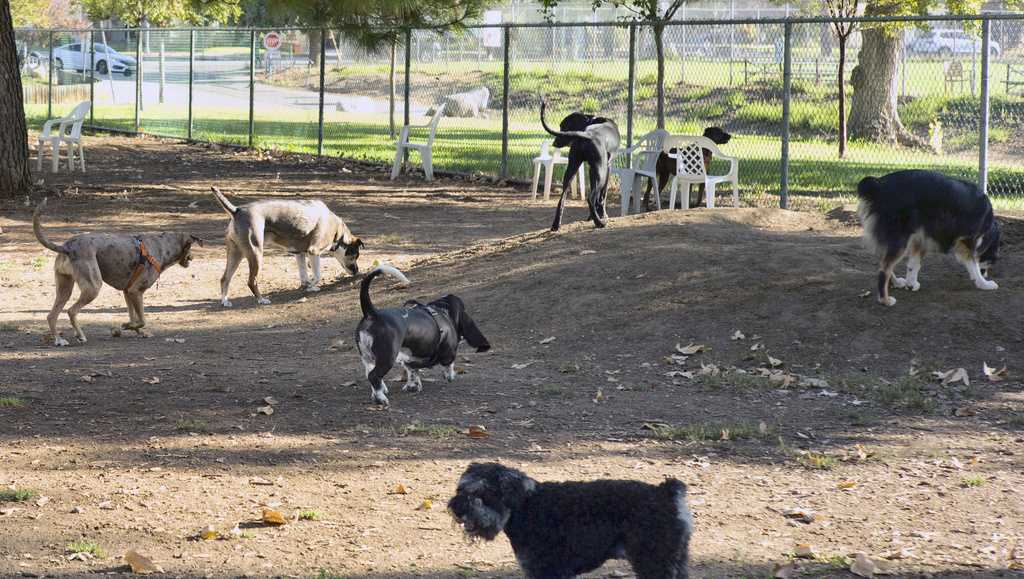 Mysterious dog illness reported in Indiana, no cases in Kentucky