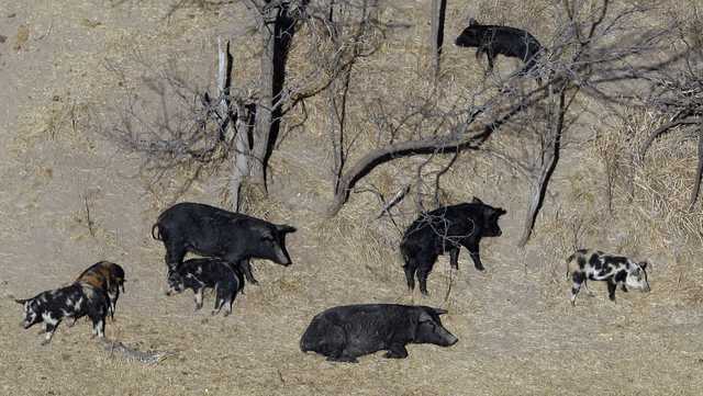 Population of 'super pigs' in Canada threatening to invade the US - Vimarsana News