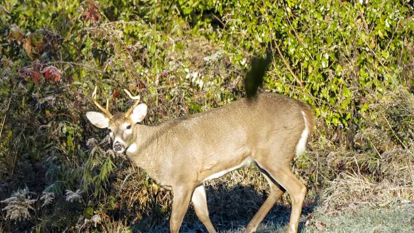 Hunters killed fewer deer in Wisconsin nine-day gun season