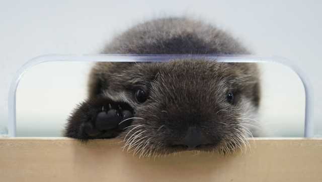 A sea otter pup found alone in Alaska has a new home at Chicago's Shedd Aquarium - Vimarsana News