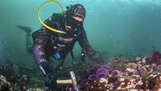 After purple urchins helped nearly wipe out 96% of California's iconic underwater bull kelp forests over a six-year span, biologists say they are seeing promising signs that efforts to save them may be helping - Vimarsana News