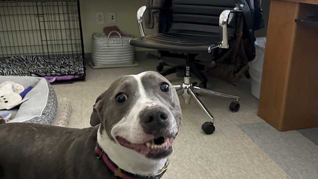 Animal shelters facing overcrowding as families struggle economically - Vimarsana News