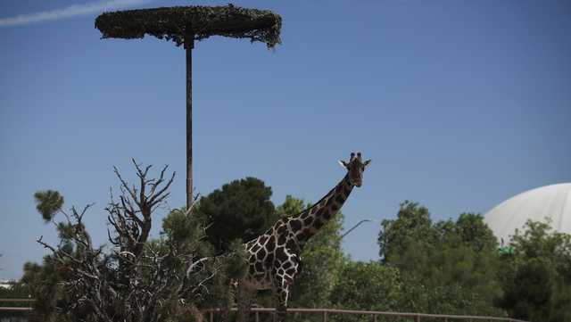 Campaign to save Benito the Giraffe wins him a new home - Vimarsana News