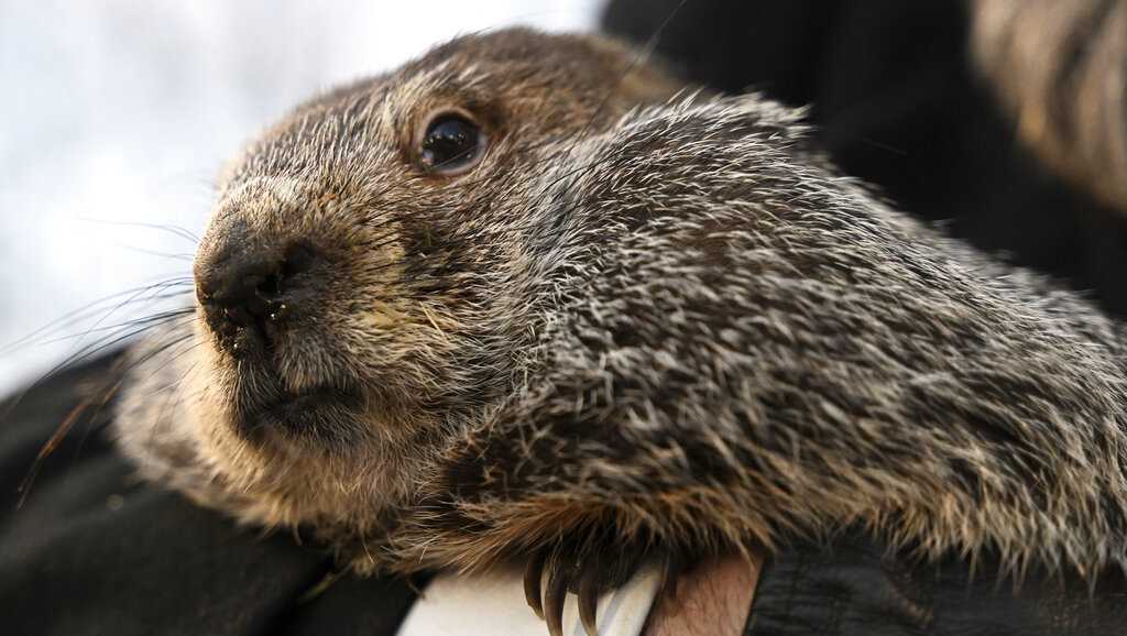PETA offers giant gold coin to replace Punxsutawney Phil