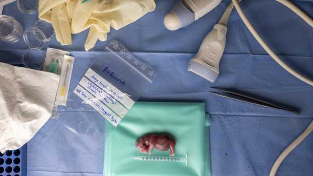 A rhino got pregnant from embryo transfer, in a success that may help nearly extinct subspecies - Vimarsana News