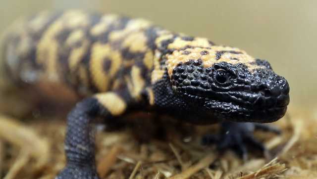 Colorado man is dead after being bitten by his pet Gila monster - Vimarsana News