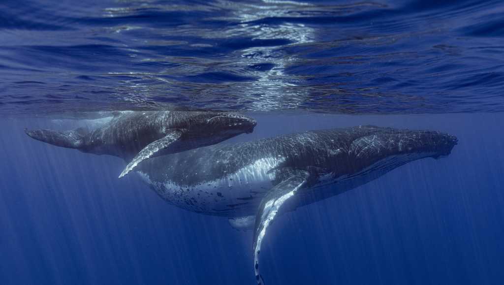 How do whales sing? Lab experiments suggest their voice boxes have