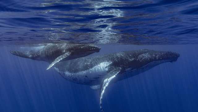 How do whales sing? Lab experiments suggest their voice boxes have unique feature - Vimarsana News