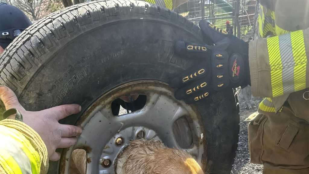 Firefighters came to rescue of dog who got stuck in a spare tire - Vimarsana News