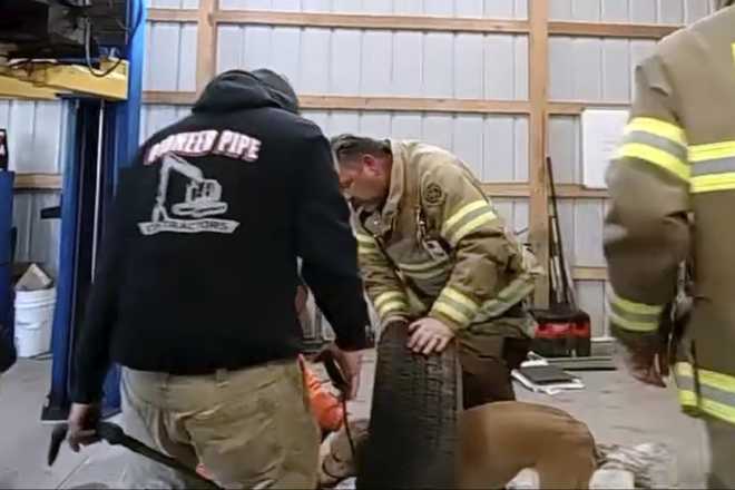 In this image take from police body worn camera video provided by the Franklin Township, N.J., Police Department, Franklinville Volunteer Fire Company members try to remove a dog who got stuck in the middle of the tire rim, Thursday, March 21, 2024, in Franklinville, N.J. The fire company said Lt. Brandon Volpe used plasma cutters to cut through the wheel and free Daisy, an 11-month-old yellow Labrador. (Franklin Township Police Department via AP)