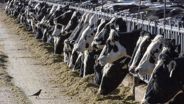 Federal officials: Milk from dairy cows in Texas and Kansas has tested positive for bird flu - Vimarsana News