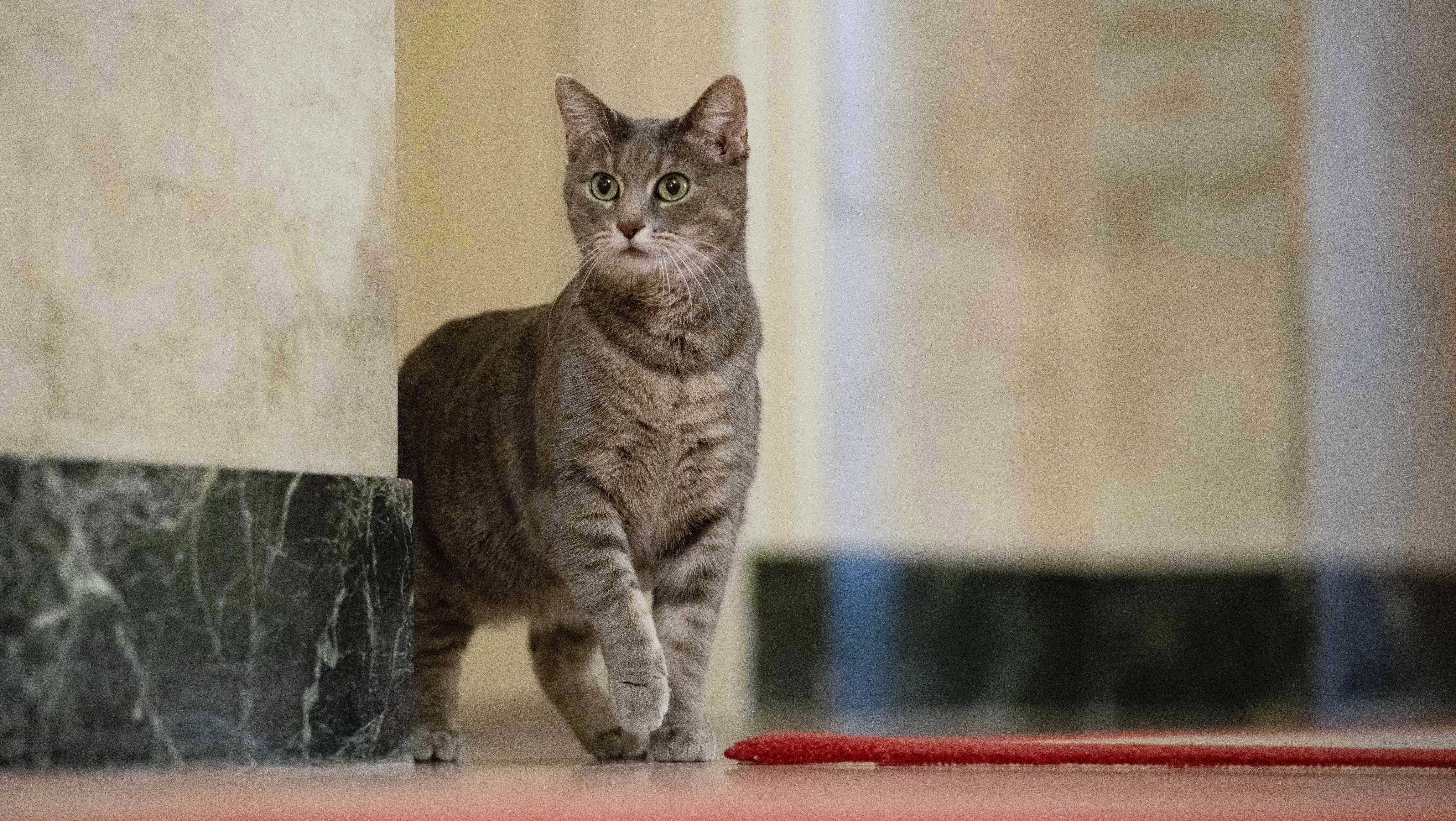 Jill Biden wrote children's book abou White House cat - Vimarsana News
