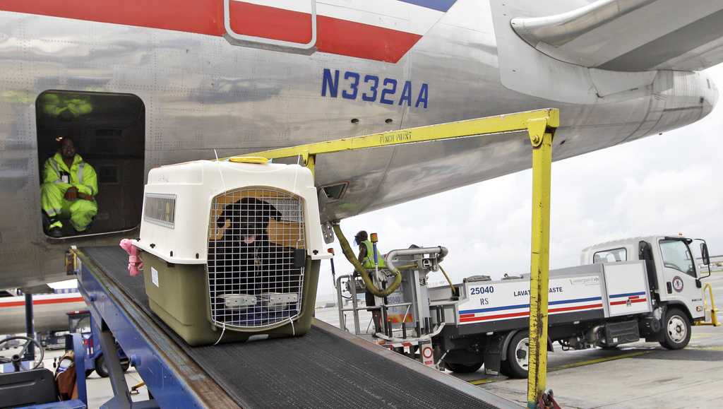 American Airlines is easing a restriction in its pet policy - Vimarsana News