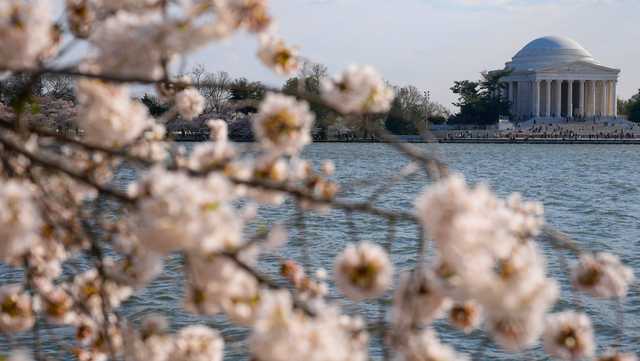 Japan giving DC 250 new cherry trees - Vimarsana News