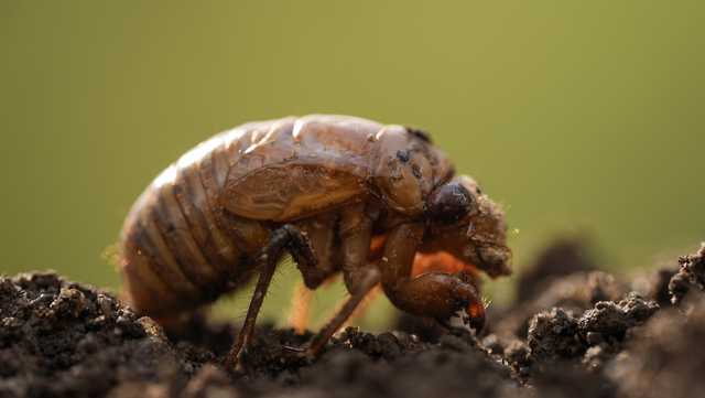 'Walking dead': Insect STD could transform emerging cicadas into 'zombies' - Vimarsana News