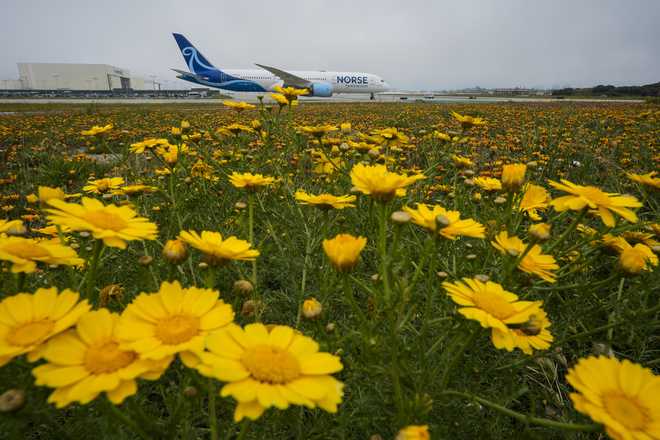 California superbloom? Where to see 2024 wildflowers