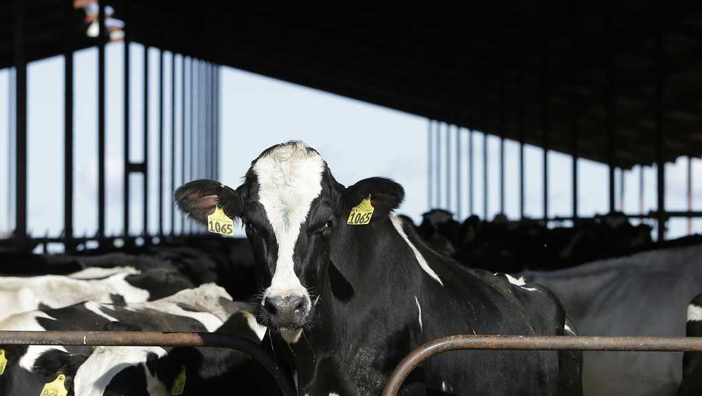 Cows being tested, tracked for bird flu. Here's what that means - Vimarsana News