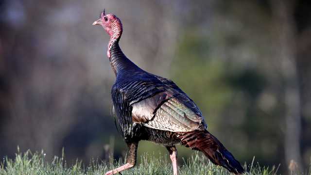 Spring turkey hunt in Maine starts this weekend for youth - Vimarsana News