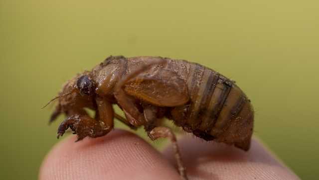 Noisy cicadas causing residents of a South Carolina county to call police - Vimarsana News