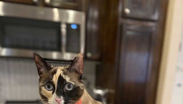 Utah cat with a fondness for cardboard takes surprise trip to California in an Amazon box - Vimarsana News