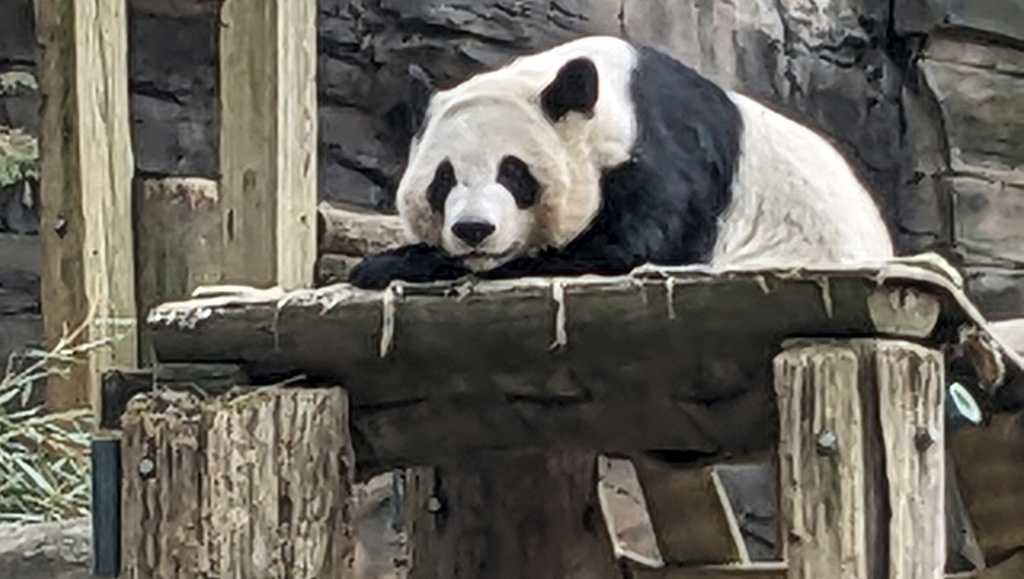 Last pandas at any US zoo are expected to leave for China this fall - Vimarsana News