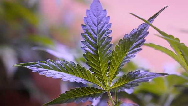 FILE - Marijuana plants are displayed at a shop in San Francisco, Monday, March 20, 2023. Daily and near-daily marijuana use is now more common than similar levels of high-frequency drinking in the U.S., according to an analysis of survey data over four decades, according to research published Wednesday, May 22, 2024, in the journal Addiction. (AP Photo/Jeff Chiu, File)ff