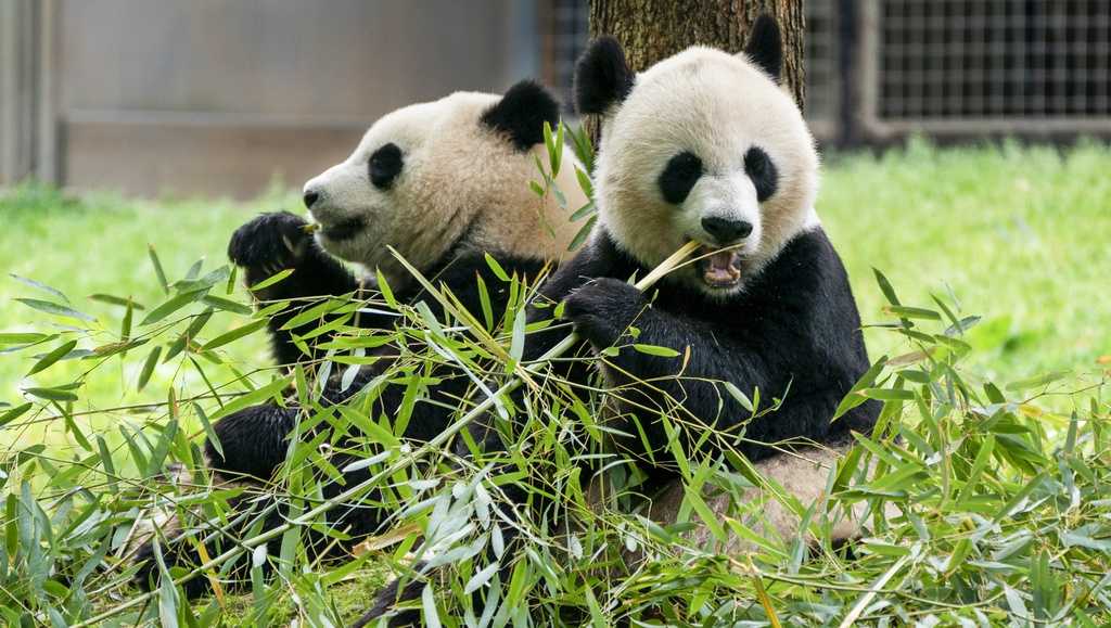 Giant pandas returning to Washington's National Zoo from China