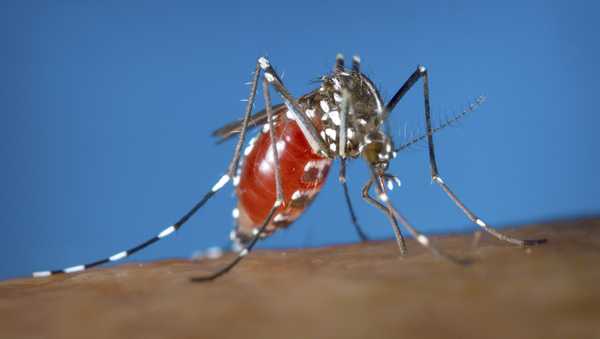 This 2003 photo provided by the Centers for Disease Control and Prevention shows a female Aedes albopictus mosquito acquiring a blood meal from a human host. Dengue, a tropical illness caused by a virus, is spread by Aedes mosquitos, a type of warm weather insect that is expanding its geographic reach because of climate change, experts say.