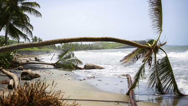 Palm trees wilt after being uprooted by Hurricane Beryl in St. Patrick, Grenada, Tuesday, July 2, 2024.