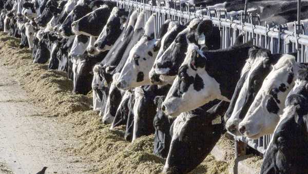 FILE - Dairy cattle feed at a farm in New Mexico on March 31, 2017. A fourth dairy worker in the U.S. has been infected with bird flu. On Wednesday, July 3, 2024, U.S. health officials said a fourth dairy worker has been infected with bird flu in the outbreak linked to U.S. dairy cows. The man, who worked on a Colorado farm where dairy cows tested positive for the virus, developed conjunctivitis or pink eye, Colorado health officials said. The worker received antiviral treatment and has recovered. (AP Photo/Rodrigo Abd, File)