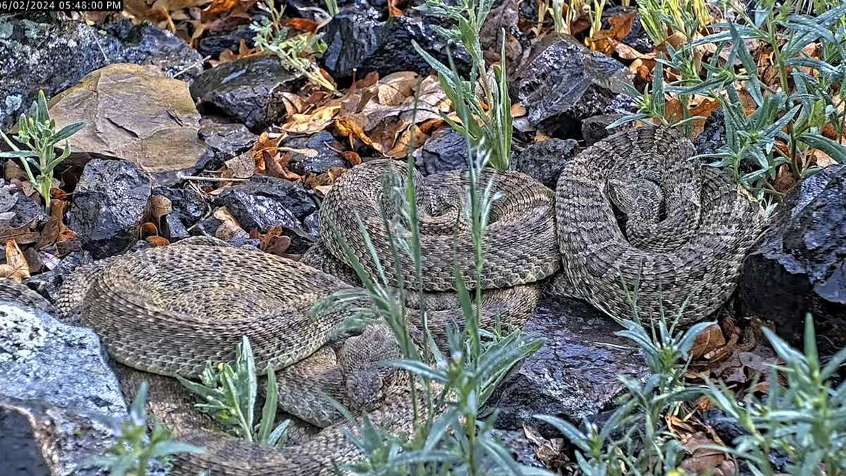 Rattlesnake webcam monitors hundreds at Colorado 'mega den'