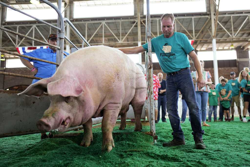 Iowa's biggest animals take center stage on Day 1 of State Fair