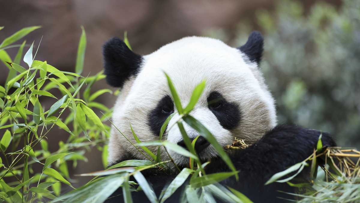 First Panda Giant pandas debut at San Diego Zoo